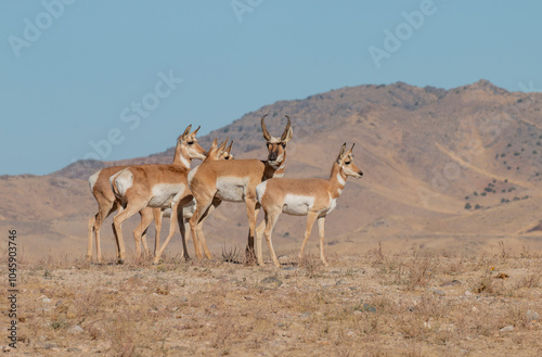 Pronghorn Antelope During the Rut in Autumn in the Utah Desert