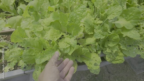 Lettuce cultivation plot, Vegetables in the cultivation plot and the production process of plants for health
