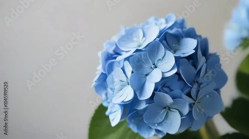 hydrangea on a light background