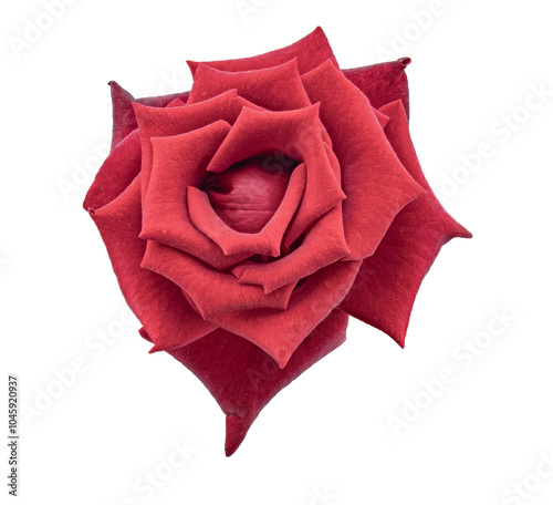 A Blossoming Rosebud in Deep Red Isolated On White Background