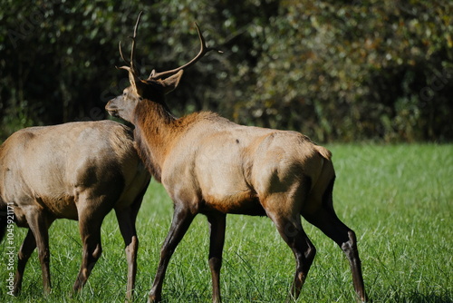 Large bull elk bugling  photo