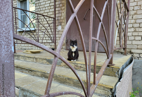 A serious black cat with a white breast is sitting on the porch photo