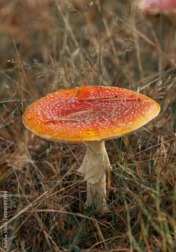 fly mushroom