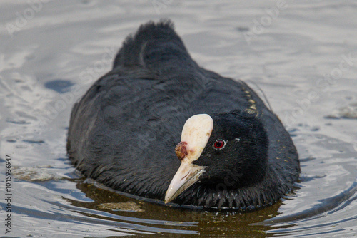 Fulica atra is a eurasian coot very common in the mediterranean aiguamolls emporda girona catalonia spain photo