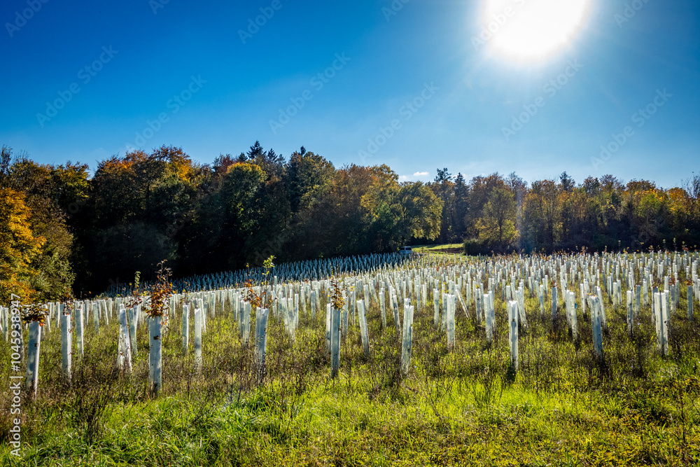 Obraz premium Wiederaufforstung von Laubbäumen im Herbst