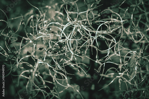 Εκτύπωση καμβά Full frame strings of clematis seed heads floral texture background