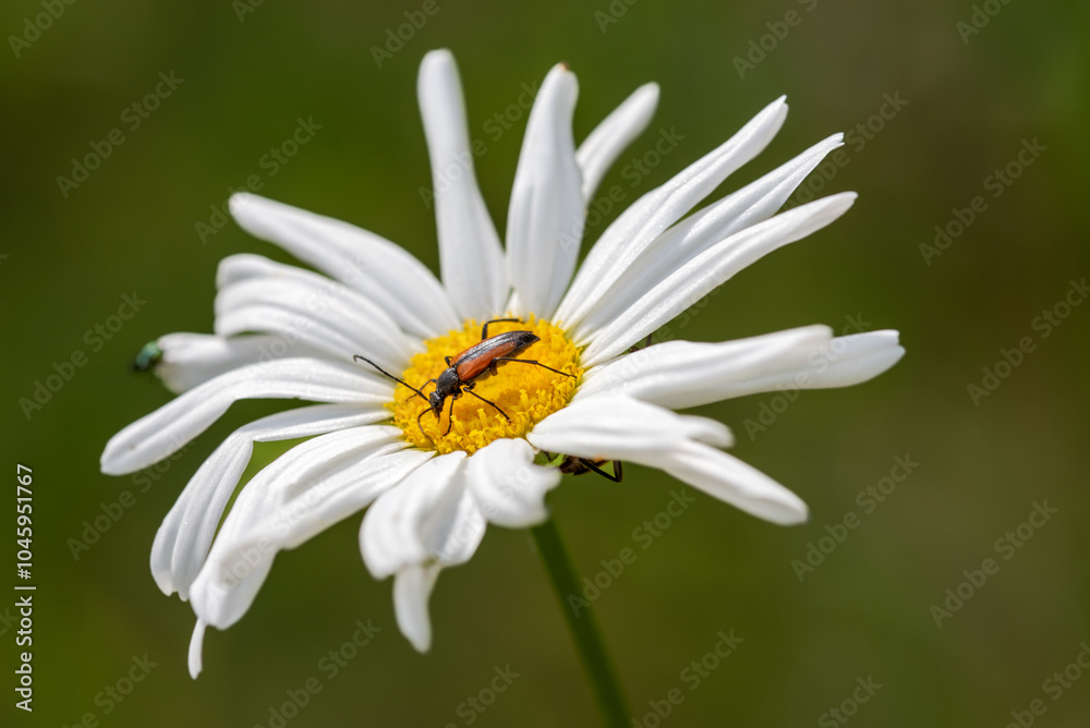 Longhorn beetle on white flower, Purpuricenus kaehleri Longhorn beetle on white flower, Purpuricenus kaehleri