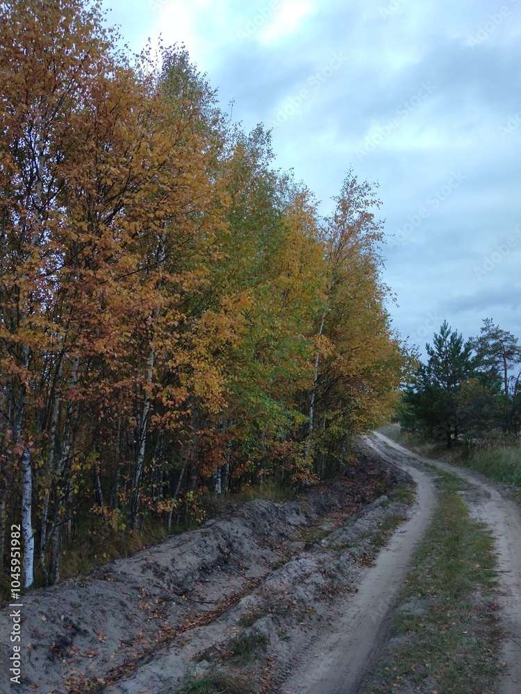 Fototapeta premium nature, park, autumn, trees, leaves, yellow