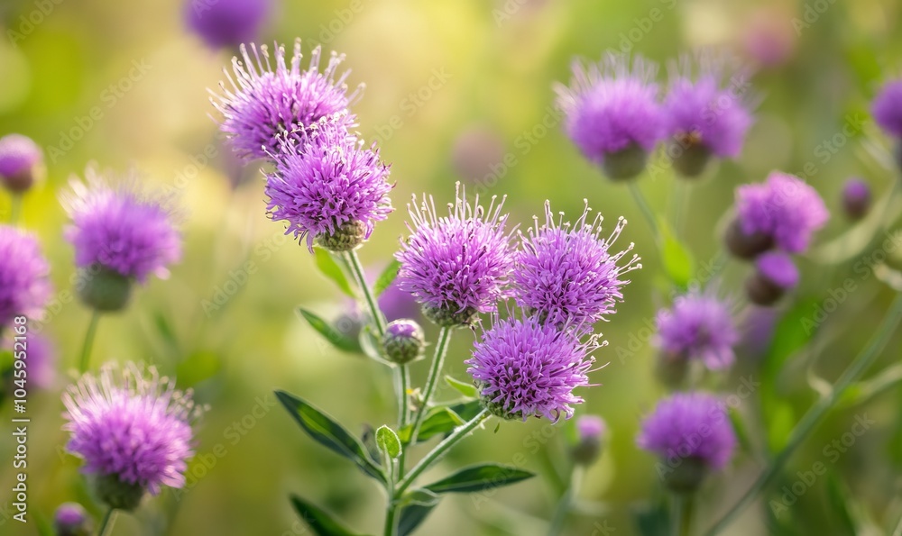 Purple false saw wort wildflower in a lush Israeli meadow with shallow depth of field and copy space Purple false saw wort wildflower in a lush Israeli meadow with shallow depth of field and copy space