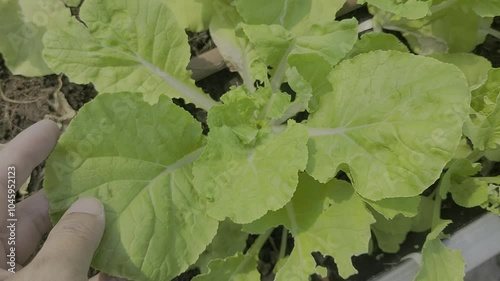 Caring for vegetables, cultivation plot, Vegetables in the cultivation plot and the production process of plants for health