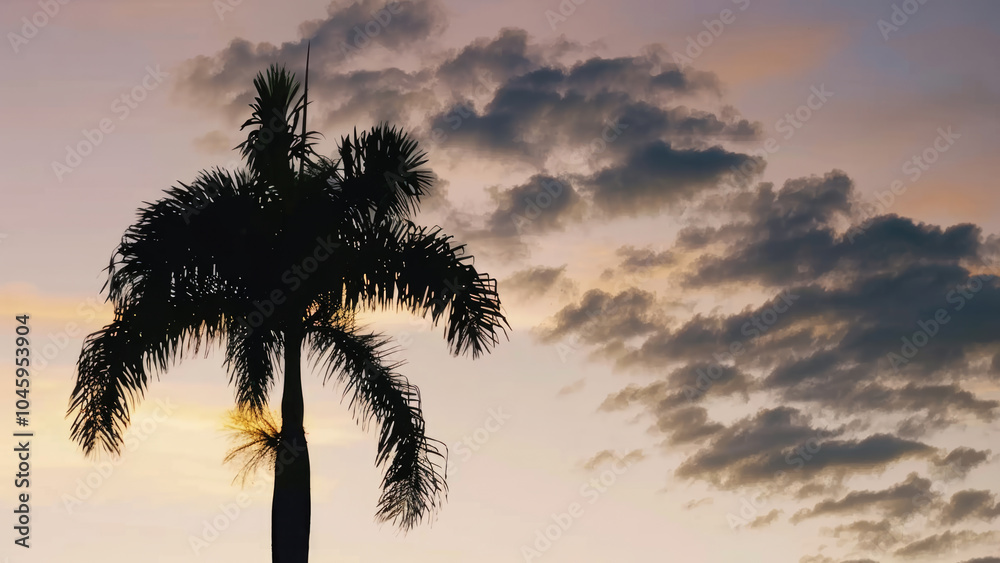 Silhouette of a Palm Tree Against a Beautiful Sunset Sky Silhouette of a Palm Tree Against a Beautiful Sunset Sky