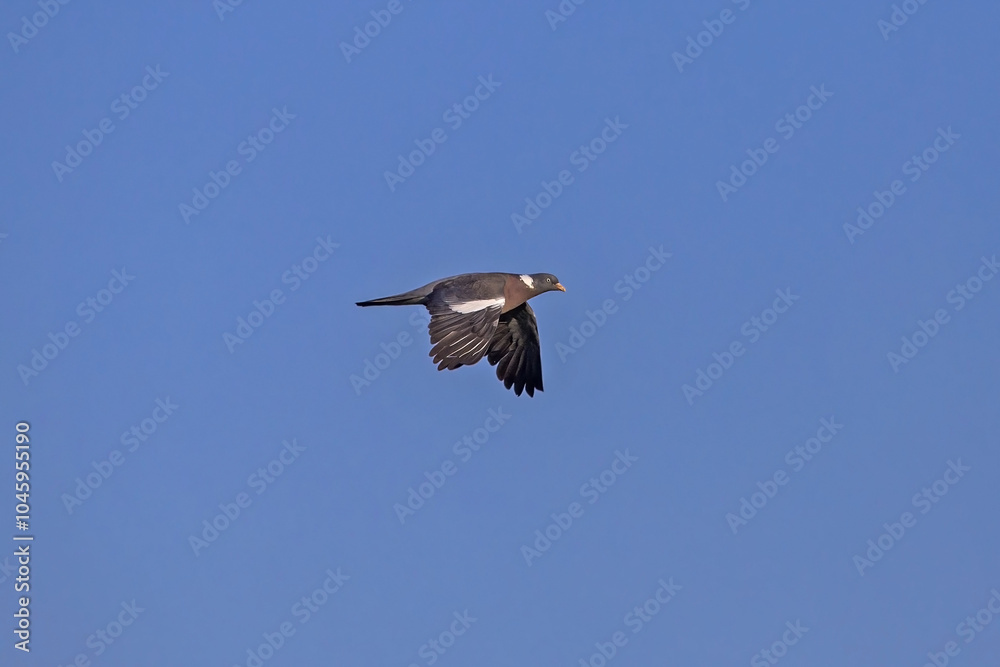 A beautiful wood pigeon flying across the blue sky. The common wood pigeon (Columba palumbus) is a large species in the dove and pigeon family. A beautiful wood pigeon flying across the blue sky. The common wood pigeon (Columba palumbus) is a large species in the dove and pigeon family.