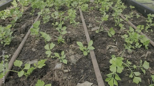 planting plot, Vegetables in the cultivation plot and the production process of plants for health