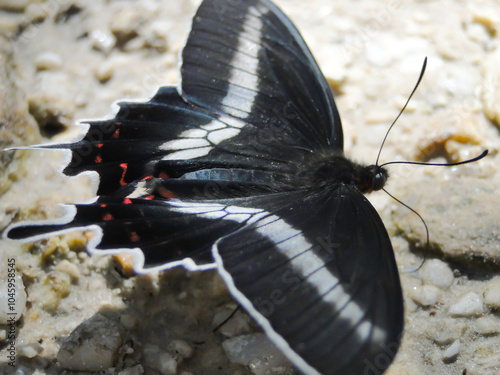 black, white and red butterfly found in the Brazilian Cerrado, Minas Gerais State photo