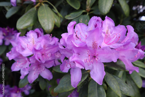 Rhododendron flowers bright pink, close-up