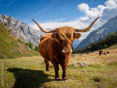 Cow in mountains