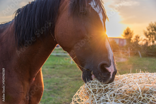 Horse eating hay from a special hay net. Slow feeder hay nets allows horses to eat as they do in nature, because horse must be encouraged to nibble and move. 