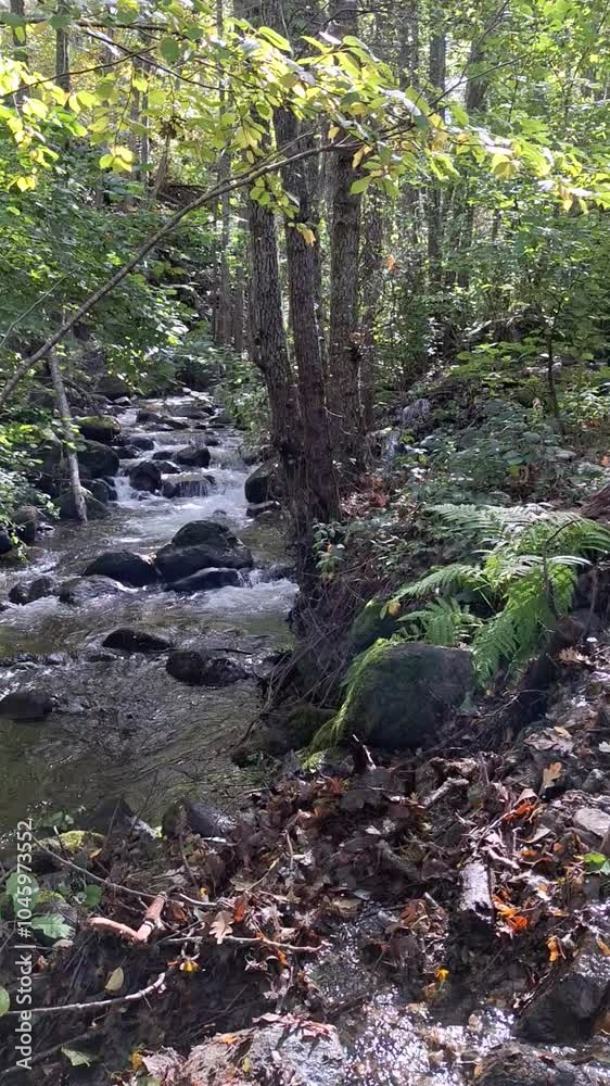 the mill route along the Profundo River through chestnut and beech forest in Villaviciosa, Asturias, Spain
the mill route along the Profundo River through chestnut and beech forest in Villaviciosa, Asturias, Spain