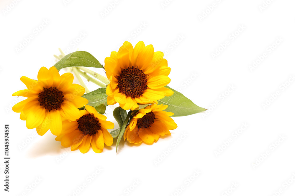 Φωτογραφία 白背景の向日葵の花束