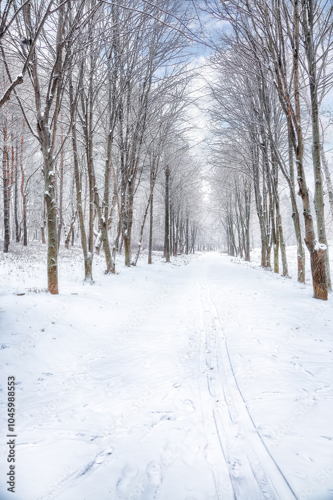 Fototapeta premium Amazing landscape with snow-covered trees in the city park.