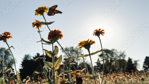 Field of dreams