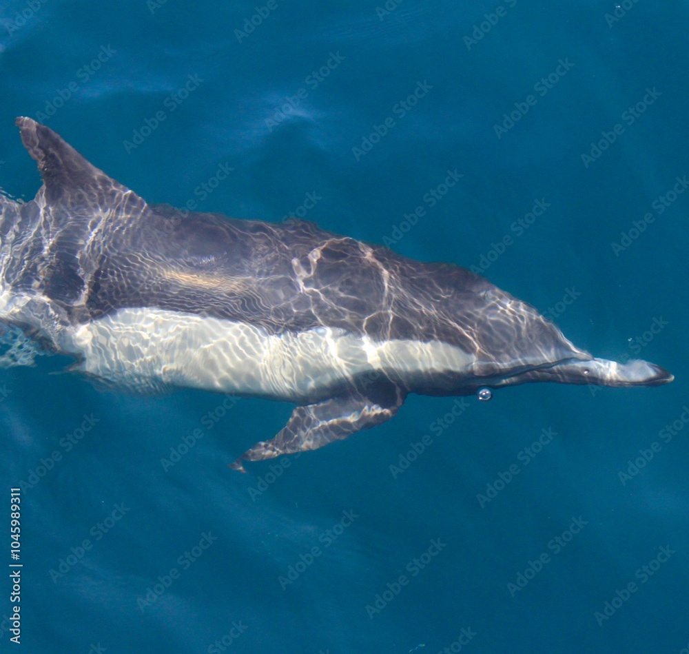 Fototapeta premium Dolphin swimming just under the surface of the Ocean