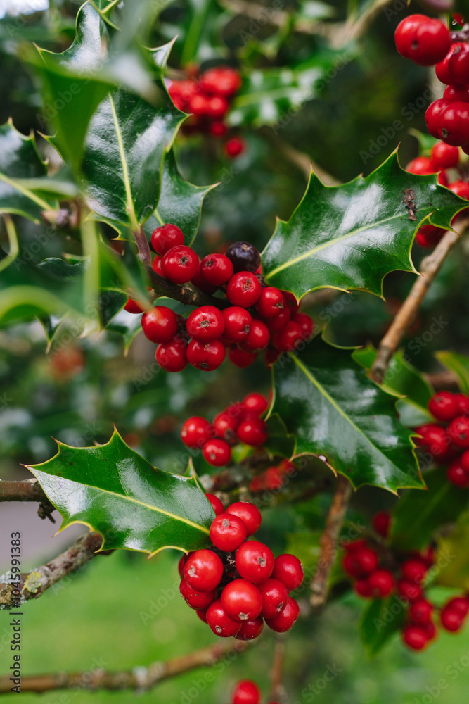 Christmas Holly Tree with Berries and Green Spiky Leaves. Red Berry Festive Holiday Background Christmas Holly Tree with Berries and Green Spiky Leaves. Red Berry Festive Holiday Background