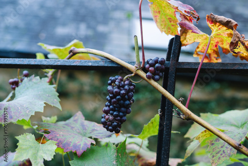 English Wine Grapes from a Vineyard in England - Red Fruit in Blockley, The Cotswolds photo