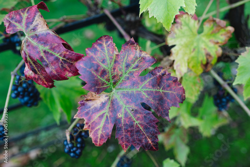 English Wine Grapes from a Vineyard in England - Red Fruit in Blockley, The Cotswolds photo