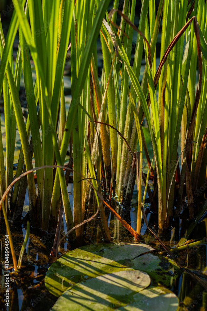 Obraz premium Close-up of vibrant green reeds growing in a shallow pond with water lily leaves, casting shadows on the water surface. 