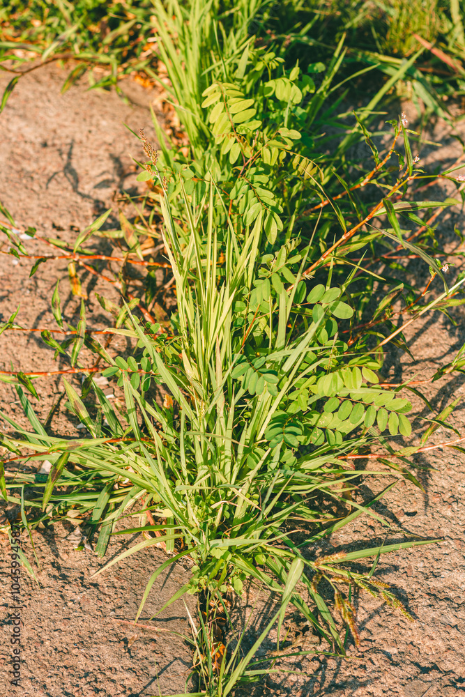 Close-up of green plants growing between cracks in stone slabs, highlighting natural vegetation thriving in urban or outdoor settings, under direct sunlight.
Close-up of green plants growing between cracks in stone slabs, highlighting natural vegetation thriving in urban or outdoor settings, under direct sunlight.