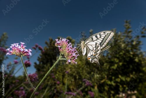 Schwalbenschwanz (Papilio machaon) auf einer Eisenkraut-Blüte photo