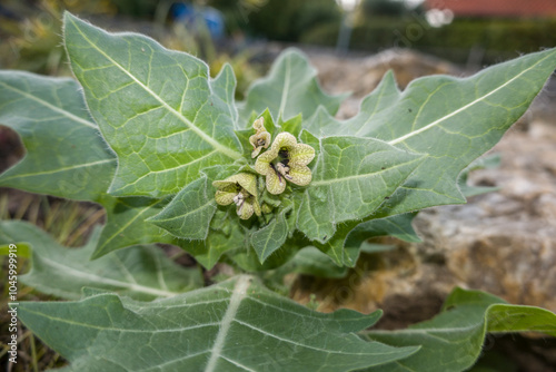 Schwarzes Bilsenkraut (Hyoscyamus niger) photo