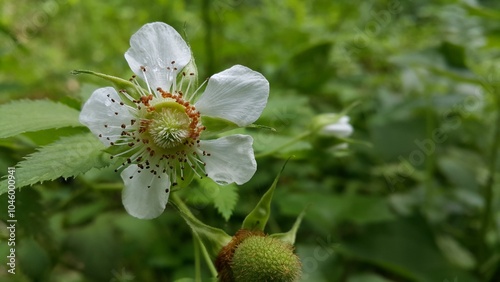 Photography Rubus trifidus plant floral background