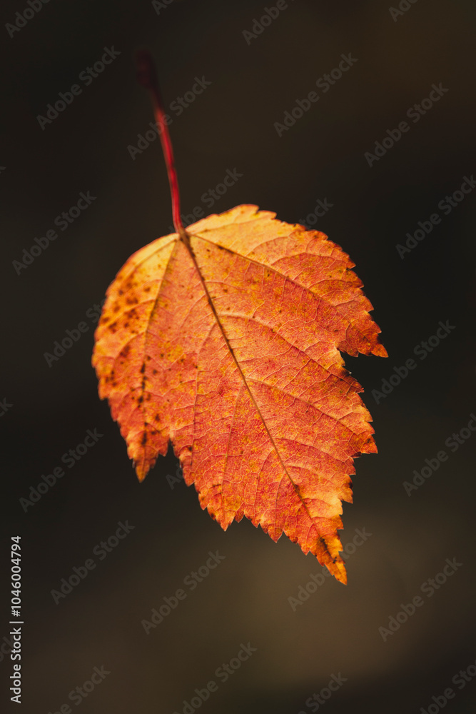 Fototapeta premium Macro Close-Up of a Vibrant Autumn Leaf in Warm Fall Colors