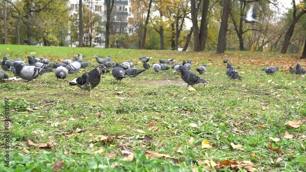 feed gray nature pigeon wild food eat animal bird beautiful city beak field background dove feed gray nature pigeon wild food eat animal bird beautiful city beak field background dove