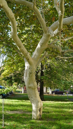 The trunk, bark, leaves and fruits of Platanus occidentalis, also known as the American, London plane tree. Bark of the sycamore tree. Maple. Sycamore. Different colors of the tree trunk. Platan. n