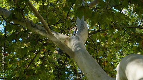 The trunk, bark, leaves and fruits of Platanus occidentalis, also known as the American, London plane tree. Bark of the sycamore tree. Maple. Sycamore. Different colors of the tree trunk. Platan. n