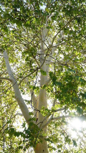 The trunk, bark, leaves and fruits of Platanus occidentalis, also known as the American, London plane tree. Bark of the sycamore tree. Maple. Sycamore. Different colors of the tree trunk. Platan. n