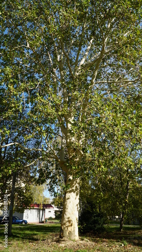 The trunk, bark, leaves and fruits of Platanus occidentalis, also known as the American, London plane tree. Bark of the sycamore tree. Maple. Sycamore. Different colors of the tree trunk. Platan. n