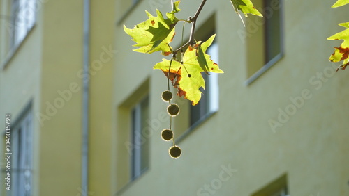 The trunk, bark, leaves and fruits of Platanus occidentalis, also known as the American, London plane tree. Bark of the sycamore tree. Maple. Sycamore. Different colors of the tree trunk. Platan. n