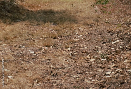 Wallpaper Mural grass Torontodigital.ca