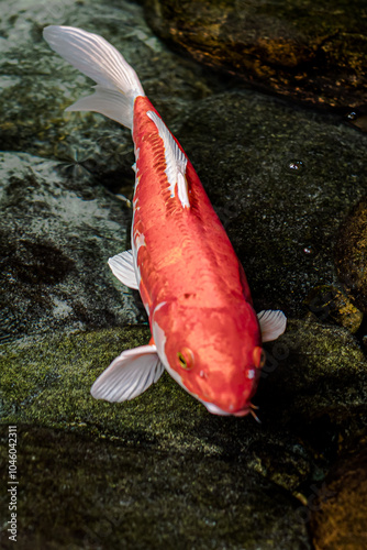 Red carp in water tank near the shore photo