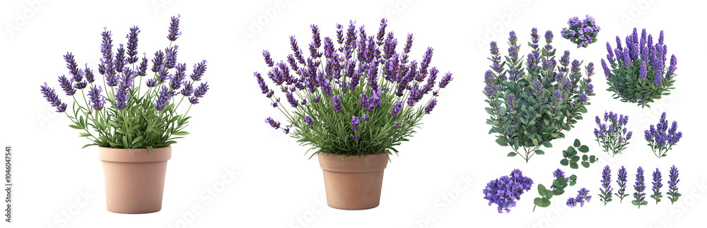 Obraz premium PNG Lavender Plants in Pots and Arrangement Set Isolated on Transparent Background