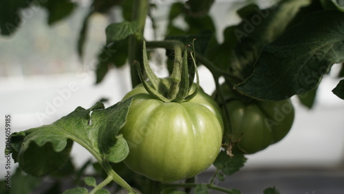 Tomate verde en la planta