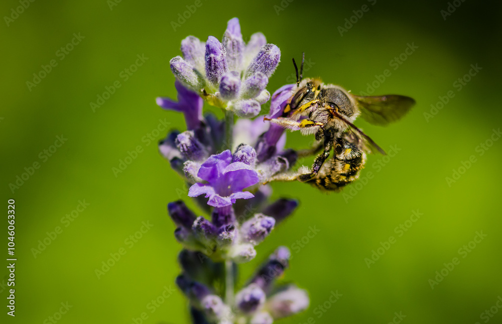 Honey Bee collecting nectar from flower Honey Bee collecting nectar from flower