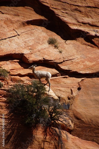 Rocky Mountain sheep ( Ovis canadensis ) climbing