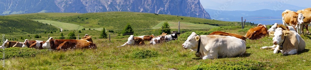 Panorama of cows grazing and resting on an alm pasture Panorama of cows grazing and resting on an alm pasture