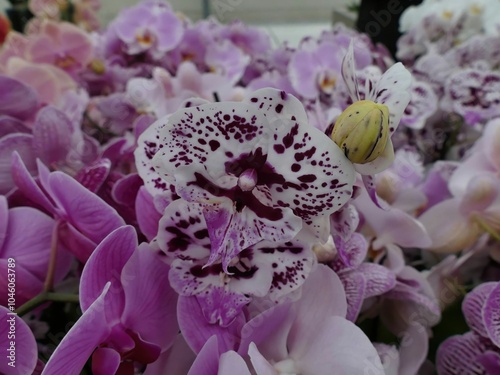 Purple and white spotted orchid blooming in garden photo