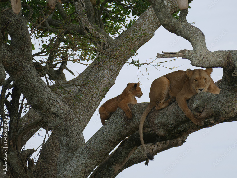 Lioness resting on branch with cub in tree Lioness resting on branch with cub in tree